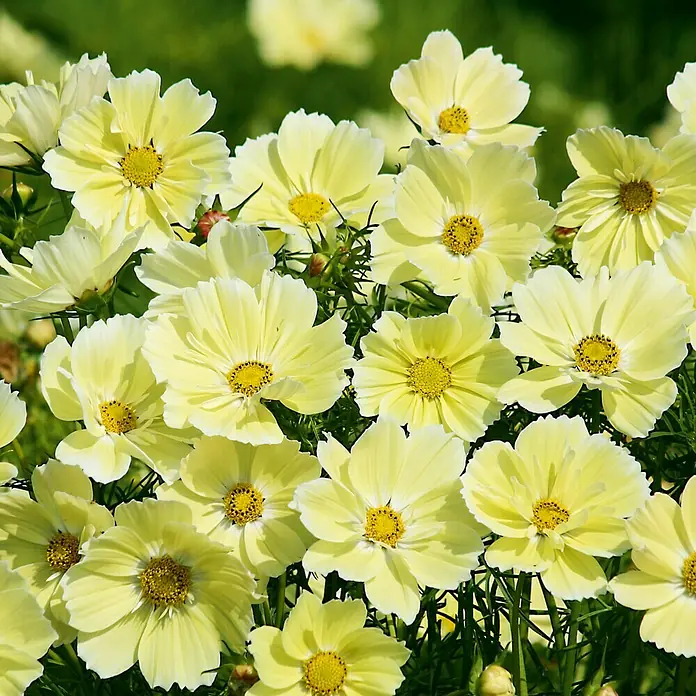 Kiepenkerl Blumensamen Schmuckkörbchen - Cosmos bipinnatus, Xanthos, Blütezeit: Juni