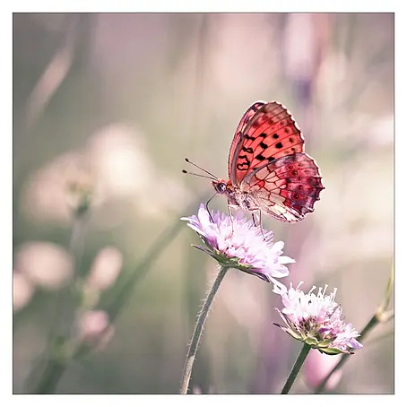 Glasbild