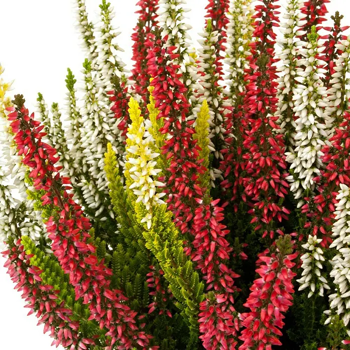 Besenheide - Calluna vulgaris Beauty Ladies Trio, Topfgröße: 11 cm, 3-farbig - Detailaufnahme