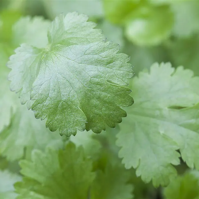 Piardino Koriander Bio - Coriandrum sativum - Detailaufnahme