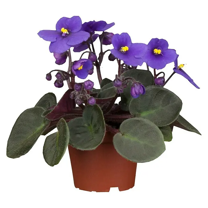 Piardino Violeta africana - Saintpaulia ionantha, Tamaño de maceta: 12 cm, Color de flor: Dependiendo de la variedad - Vista frontal
