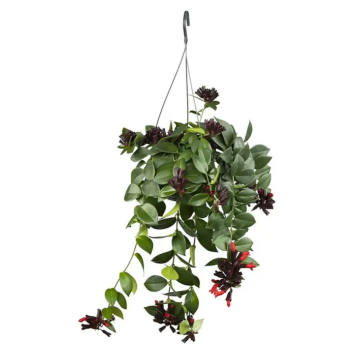 Piardino Schamblume - Aeschynanthus, Topfgröße: 15 cm - Vorderansicht