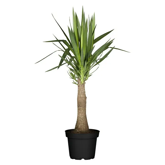 Piardino Palmlilie - Yucca elephantipes Maya Tree, Topfgröße: 21 cm - Vorderansicht