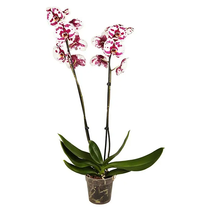Piardino Schmetterlingsorchidee - Phalaenopsis x Hybrid Konfetti, Topfgröße: 12 cm, Blütenfarbe: Weiß/Rosa, Anzahl Triebe: 2 Stk., Aufrecht - Vorderansicht