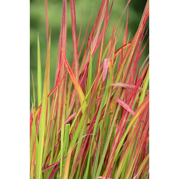 Piardino Japanisches Blutgras - Imperata cylindrica 'Red Baron', Topfgröße: 23 cm - Detailaufnahme