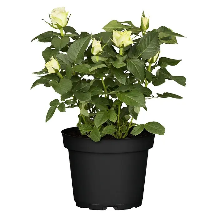 Piardino Topfrose Patio Hit - Rosa Hybride, Topfgröße: 13 cm, Blütenfarbe: Weiß - Vorderansicht