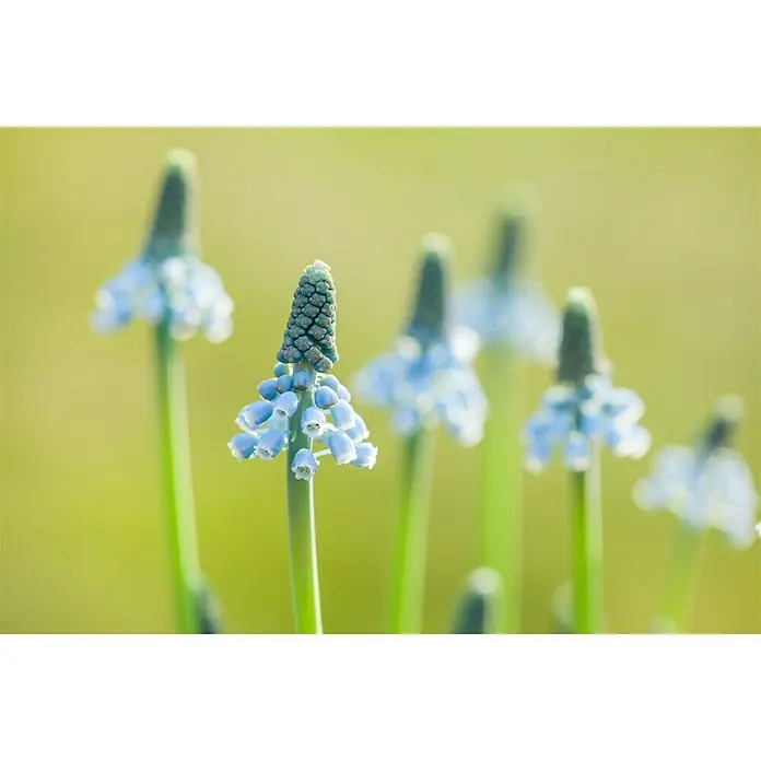 Piardino Frühlingsblumenzwiebeln - Muscari armeniacum 'Blue Magic', Blau - Detailaufnahme