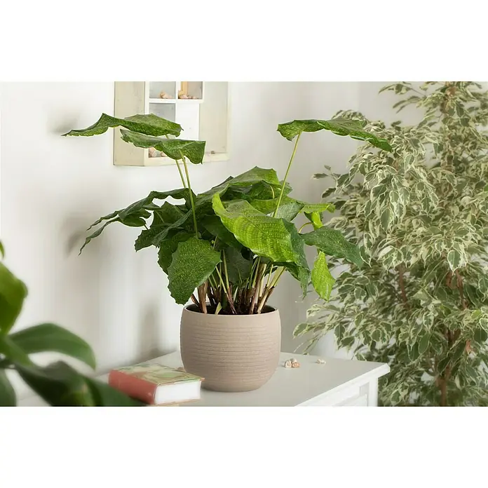 Piardino Korbmarante - Calathea musaica 'Network', Topfgröße: 17 cm - Stimmungsaufnahme
