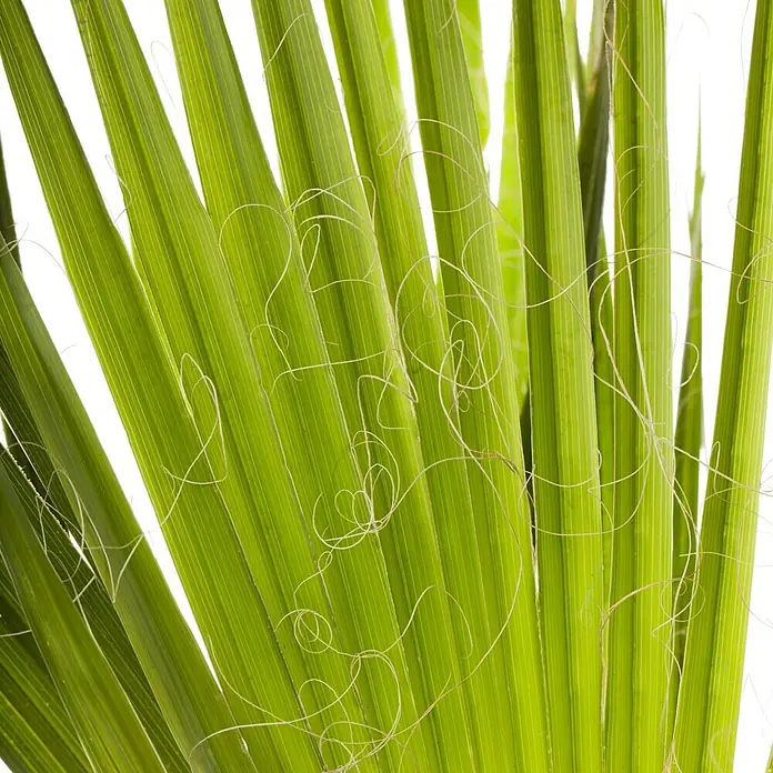 Piardino Hanfpalme - Trachycarpus fortunei, Topfgröße: 34 cm - Detailaufnahme
