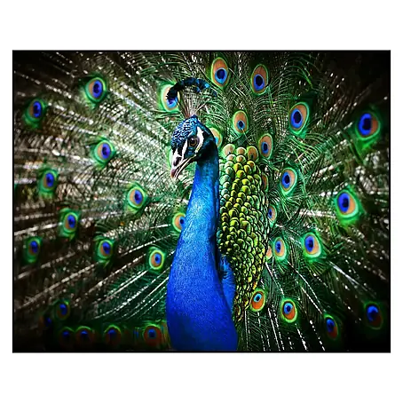 Cuadro de vidrio Peacock