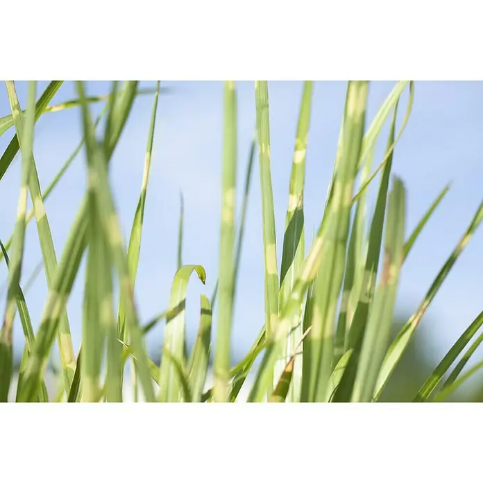 Piardino Garten-Zebraschilf - Miscanthus sinensis strictus, Topfvolumen: 3 l, Gelb/Grün - Detailaufnahme