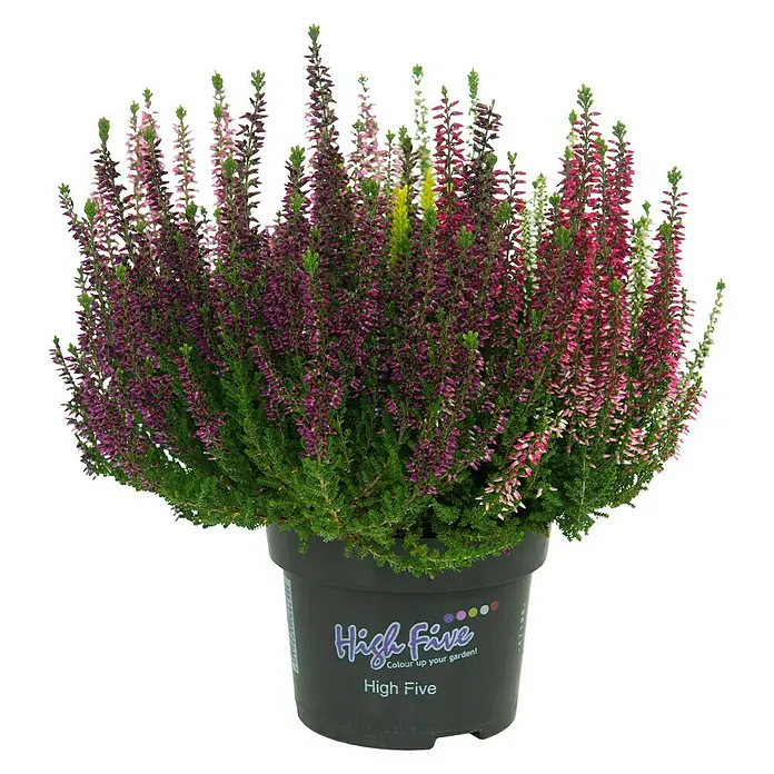 Besenheide - Calluna vulgaris High Five, Topfgröße: 13 cm - Vorderansicht