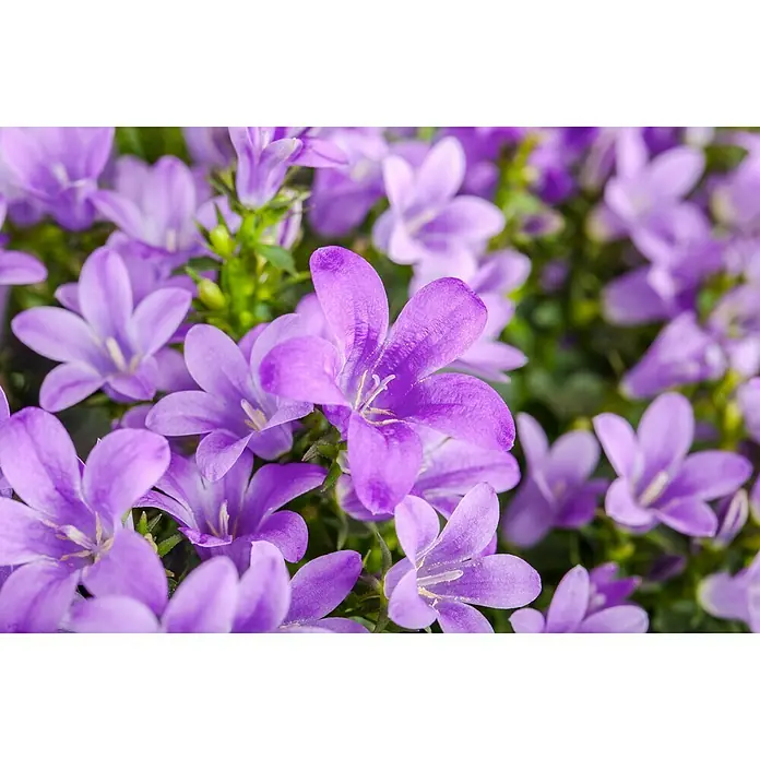 Piardino Polsterglockenblume - Campanula porscharskyana, Violett