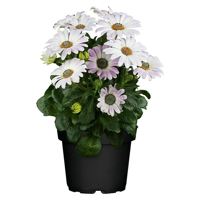 Piardino Kapkörbchen - Osteospermum ecklonis, Topfgröße: 10 cm, Sortenabhängig - Vorderansicht