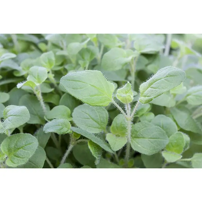 Piardino Oregano Bio - Origanum vulgare Margerita - Detailaufnahme