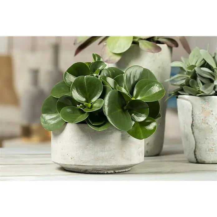 Zwergpfeffer - Peperomia Pixie, Topfgröße: 12 cm, Dunkelgrün - Stimmungsaufnahme