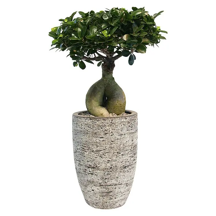 Piardino Bonsai Ginseng - Ficus microcarpa ginseng, Topfgröße: 28 cm, Dunkelgrün