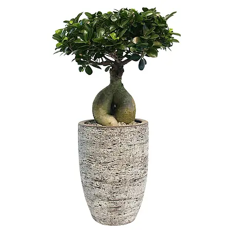 Piardino  Bonsai Ginseng