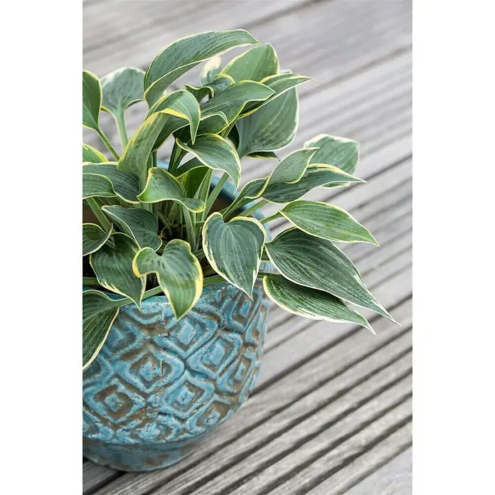 Piardino Funkie - Hosta Hybride, Topfgröße: 13 cm, Blütenfarbe: Sortenabhängig, Lila - Stimmungsaufnahme
