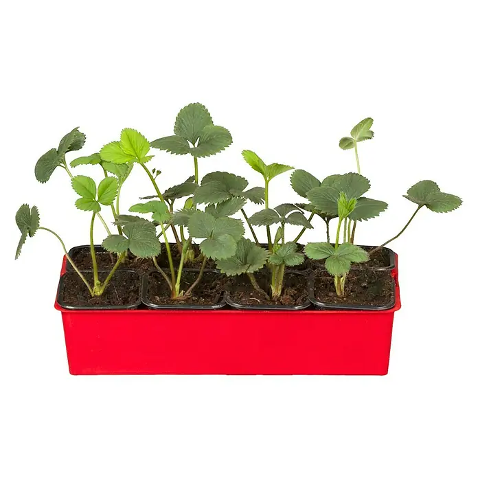 Piardino Erdbeere Senga Sengana - Fragaria x ananassa, 8 Stk., Erntezeit: Juni - Juli - Vorderansicht