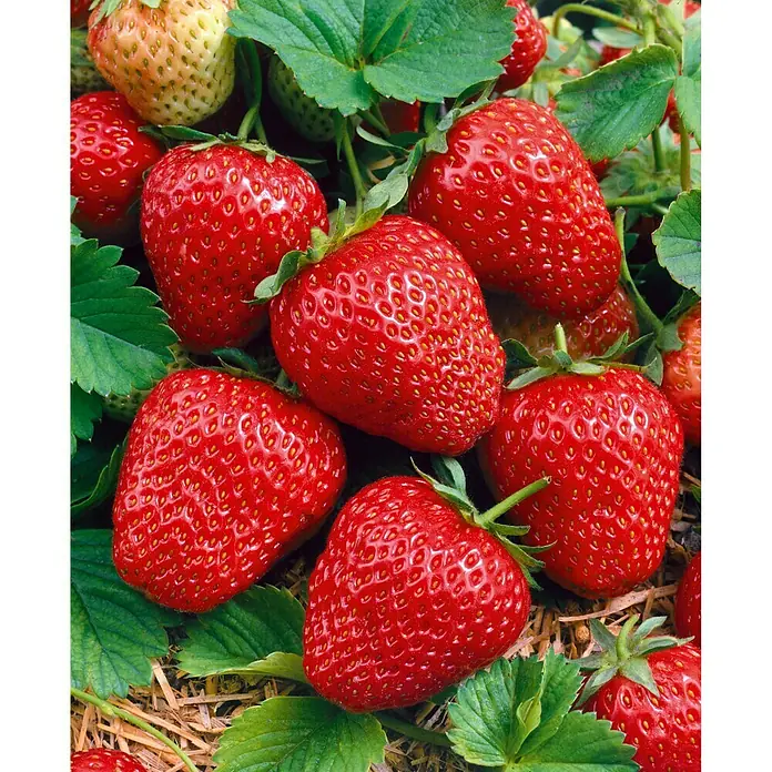 Piardino Erdbeere Lambada - Fragaria x ananassa, 8 Stk., Erntezeit: Mai - Juli - Detailaufnahme