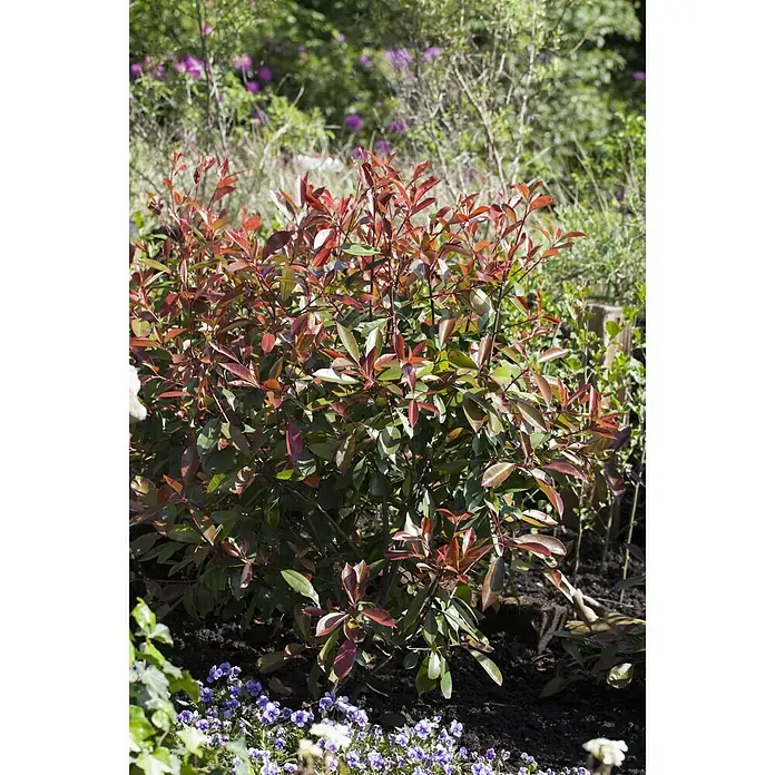 Piardino Glanzmispel - Photinia fraseri 'Red Robin', Aktuelle Wuchshöhe: 100 cm - Stimmungsaufnahme