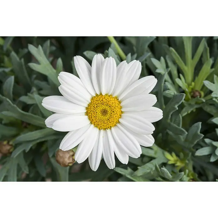 Piardino Strauchmargerite - Argyranthemum frutescens, Topfgröße: 21 cm, Weiß - Detailaufnahme