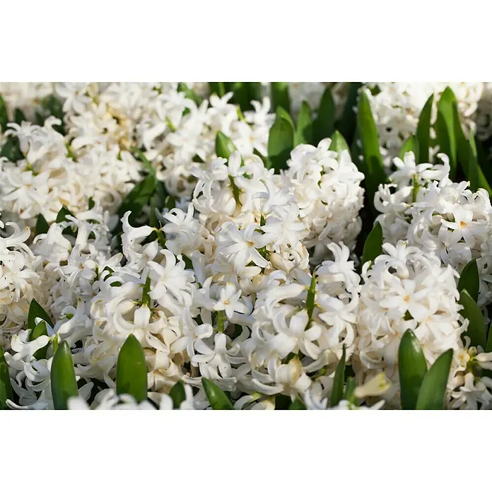 Piardino Frühlingsblumenzwiebeln - Hyacinthus orientalis 'White pearl' - Detailaufnahme