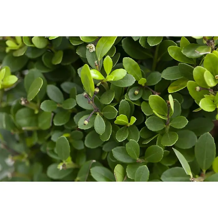 Piardino Stechpalme Little Pirate - Ilex meserveae 'Little Pirate', Weiß - Detailaufnahme