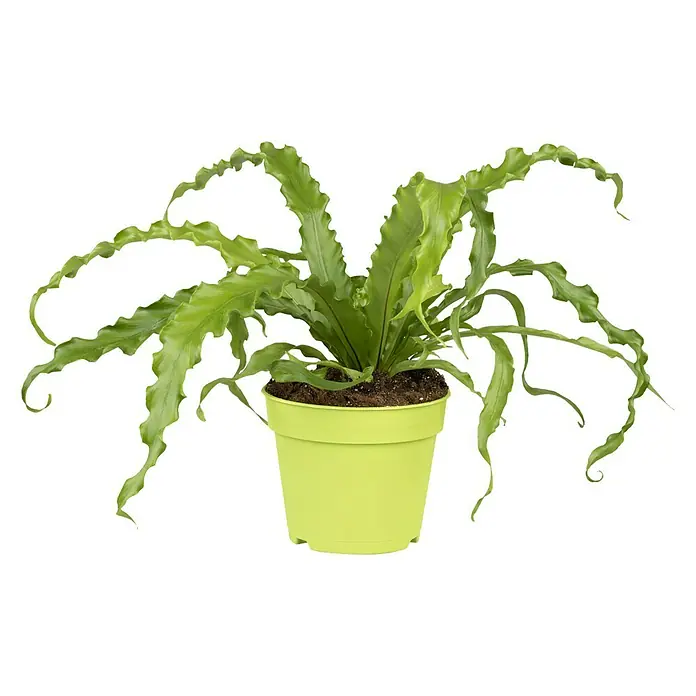 Piardino Nido de ave - Asplenium nidus 'Crispy Wave', Verde claro - Vista frontal