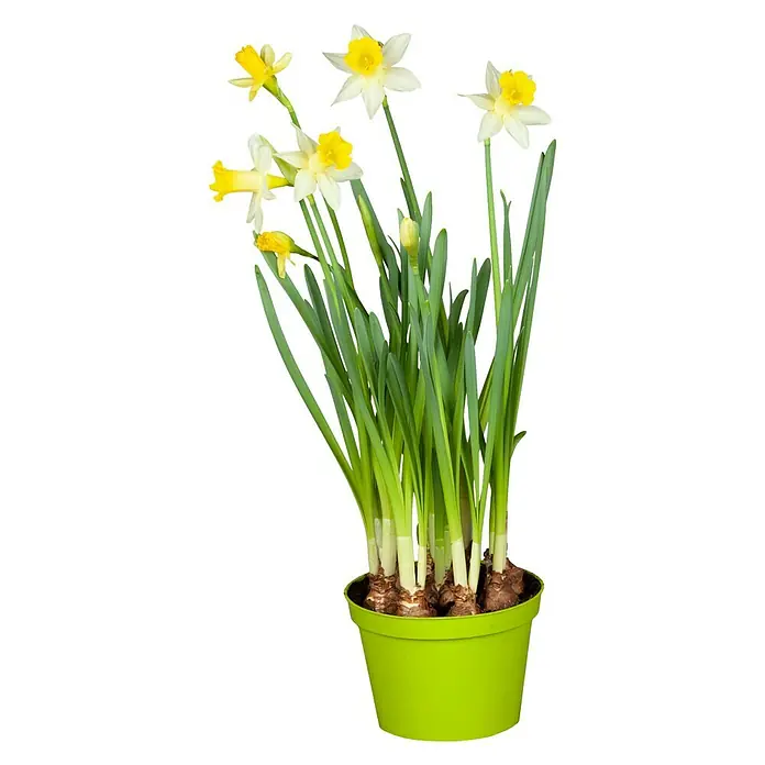 Piardino Frühlingsblumenzwiebeln - Narcissus pseudonarcissus - Vorderansicht