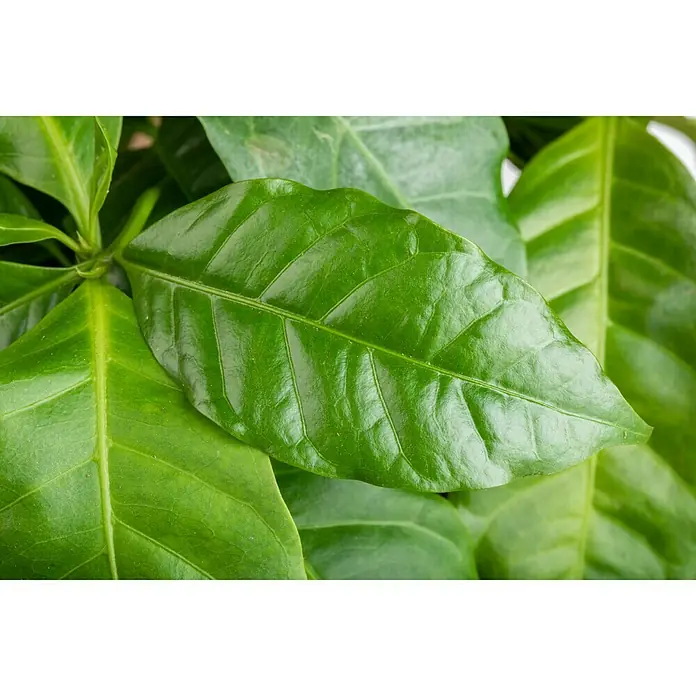 Piardino Kaffeestrauch - Coffea arabica, Grün - Detailaufnahme