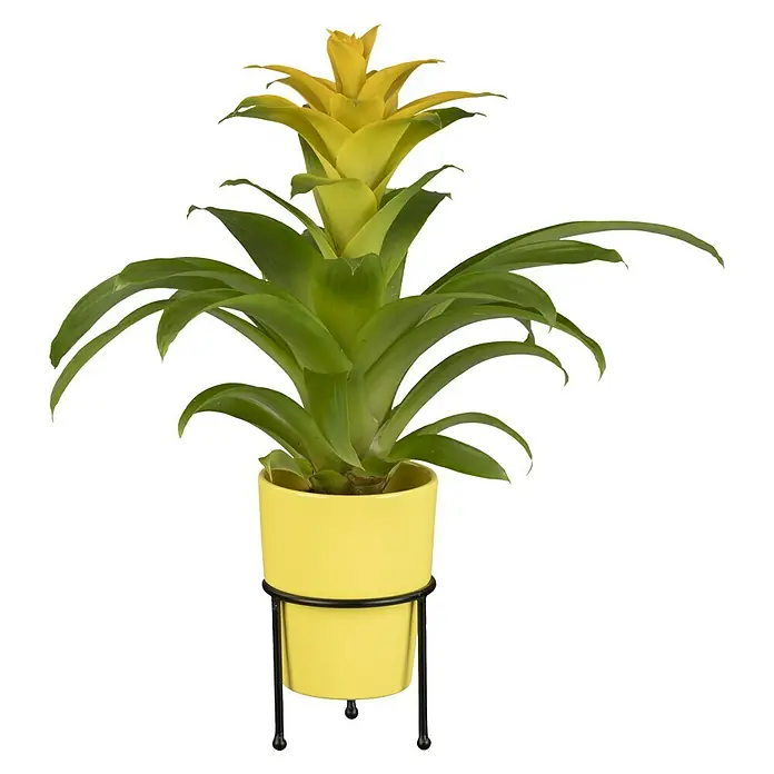 Piardino Bromelia - Bromelia Hybriden, Tamaño de maceta: 10 cm, Dependiendo de la variedad - Vista frontal