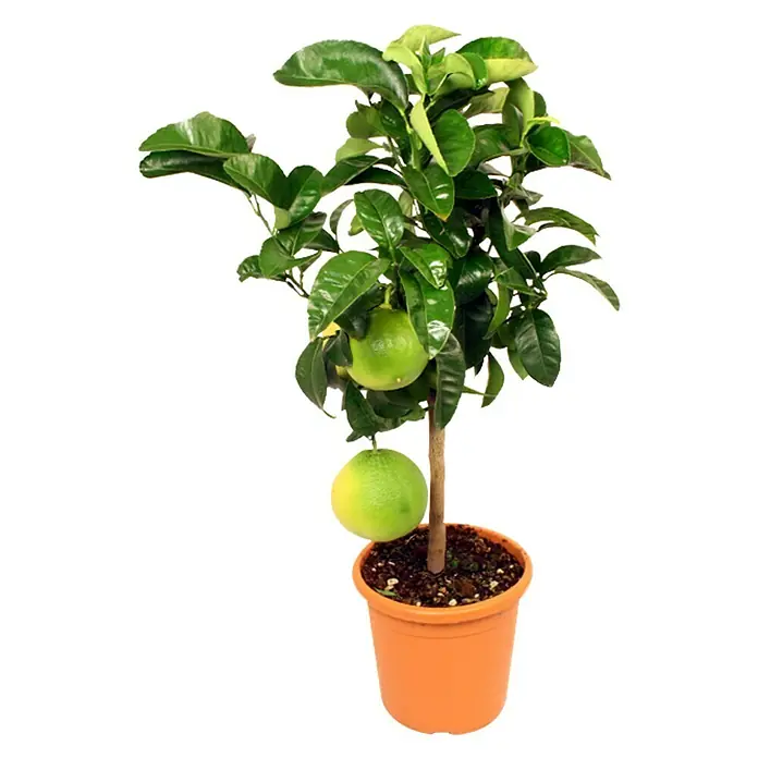 Piardino Zitronenbaum - Citrus, Topfgröße: 20 cm - Vorderansicht