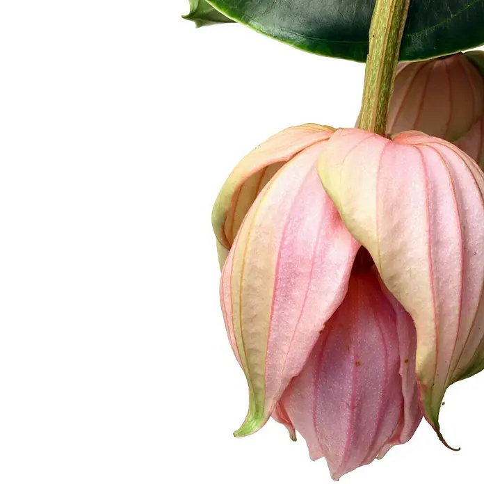 Piardino Medinille - Medinilla magnifica, Topfgröße: 15 cm, Rosa - Detailaufnahme