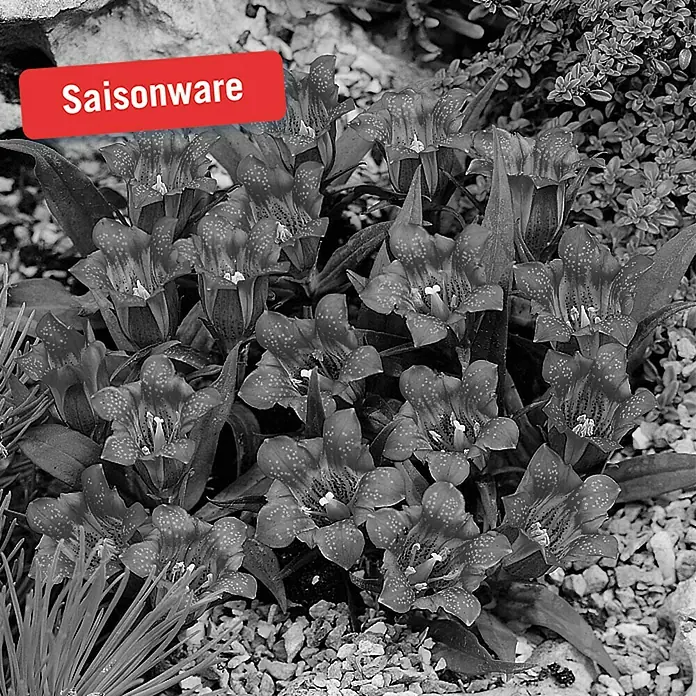 Piardino Rauer Enzian - Gentiana Scabra Shusui Blue, Topfgröße: 10 cm, Blau