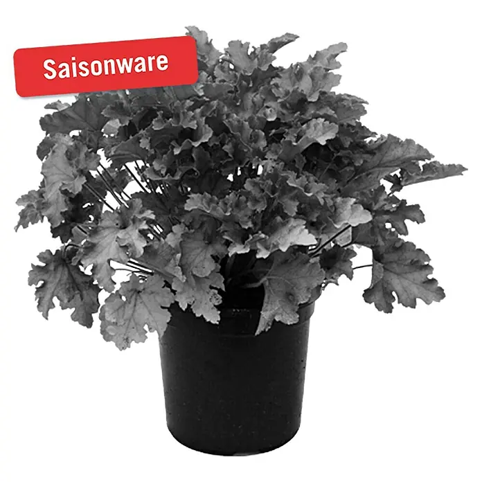 Piardino Purpurglöckchen - Heuchera hybride, Topfgröße: 15 cm, Blütenfarbe: Purpur - Vorderansicht