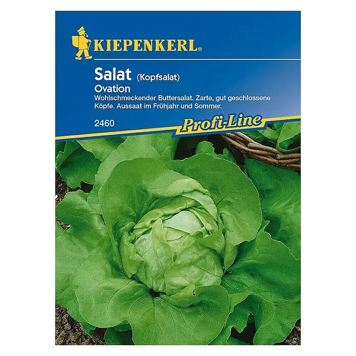 Kiepenkerl Profi-Line Salatsamen Kopfsalat Ovation - Lactuca sativa var. capitata, Erntezeit: Juni - Vorderansicht