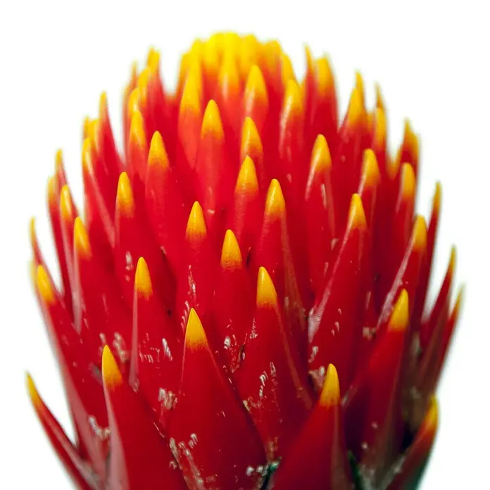 Piardino Bromelie - Guzmania Hybride Tala Knots, Topfgröße: 12 cm, Orange - Detailaufnahme