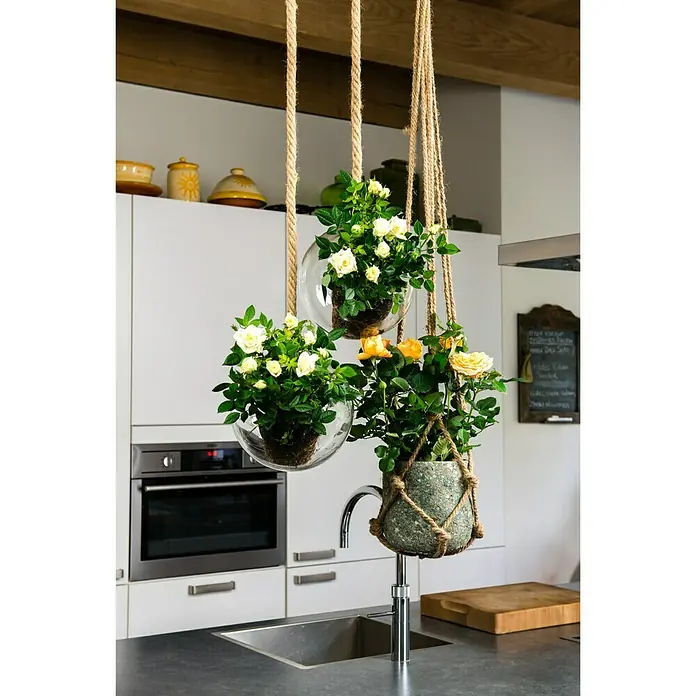 Piardino Topfrose Patio Hit - Rosa Hybride, Topfgröße: 13 cm, Blütenfarbe: Weiß - Stimmungsaufnahme