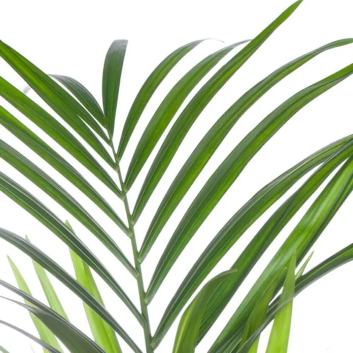 Piardino Howea forsteriana - Howea forsteriana, Tamaño de maceta: 24 cm - Primer plano