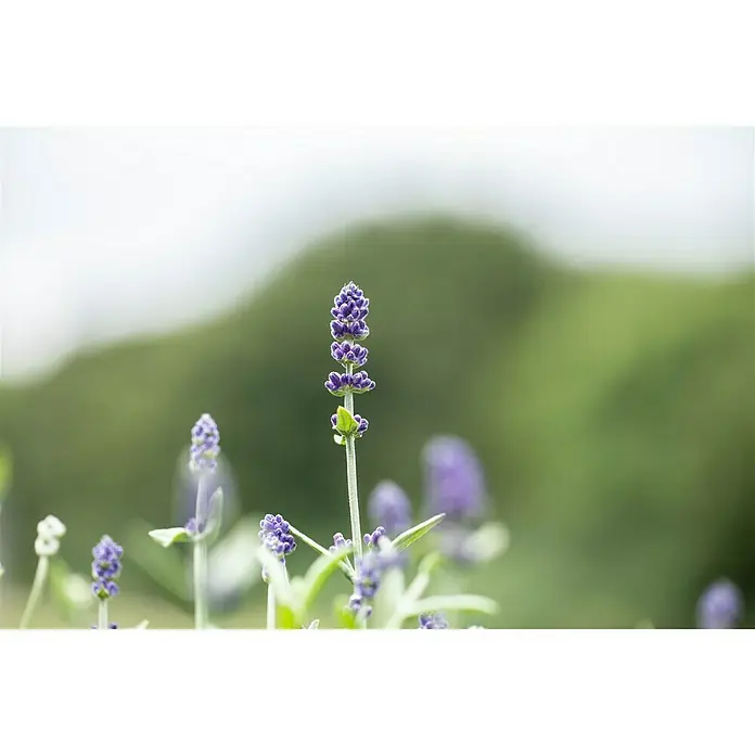 Piardino Lavendel Duo - Lavandula angustifolia, Sortenabhängig - Detailaufnahme