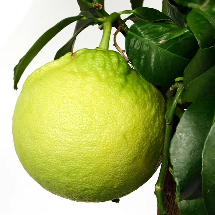 Piardino Zitronenbaum - Citrus, Topfgröße: 20 cm - Detailaufnahme
