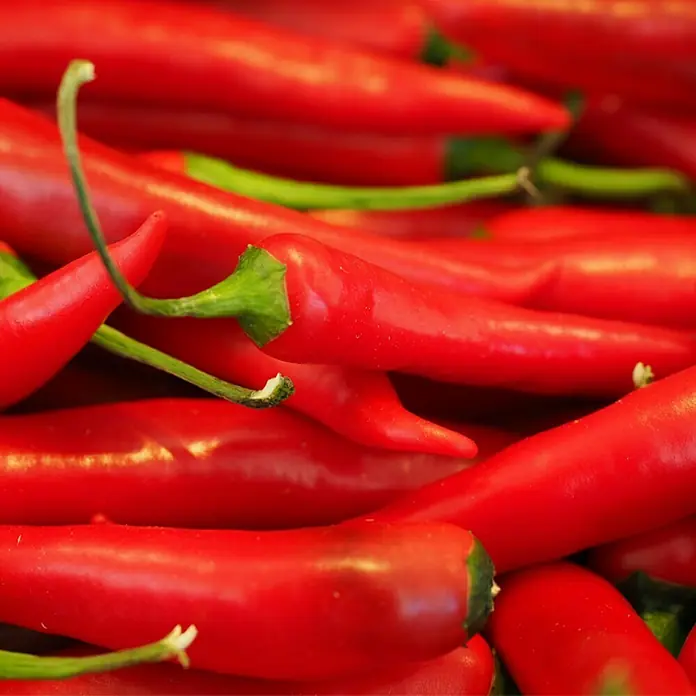 Piardino Peperoni Veredelt - Capsicum annuum Orias F1, 12 cm, Erntezeit: Juni - Oktober - Detailaufnahme