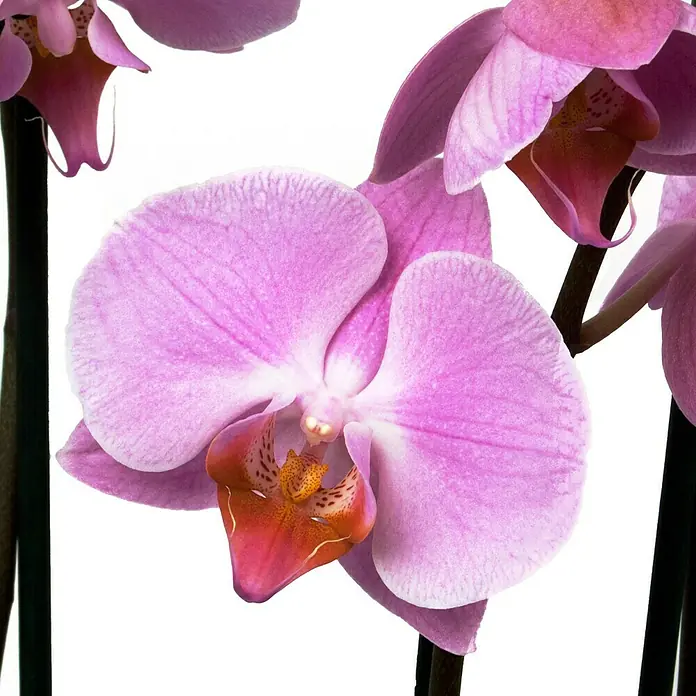 Piardino Orquídea mariposa - Phalaenopsis Hybride, Tamaño de maceta: 12 cm, Lila, Número de brotes: 3 ud., Forma de crecimiento: En posición vertical - Primer plano