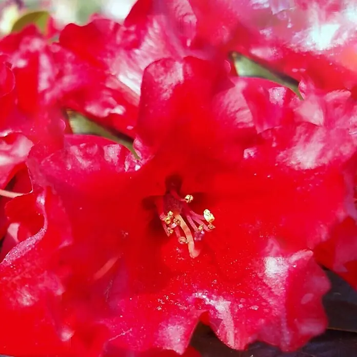 Piardino Zwergrhododendron - Rhododendron repens Scarlet Wonder, Rot - Detailaufnahme