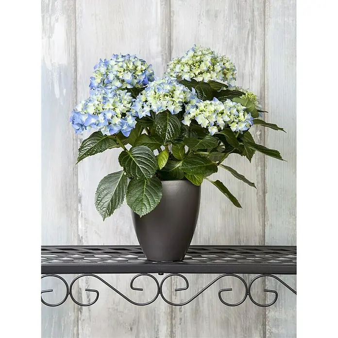 Piardino Bauernhortensie - Hydrangea macrophylla, Topfgröße: 13 cm, Blau - Stimmungsaufnahme
