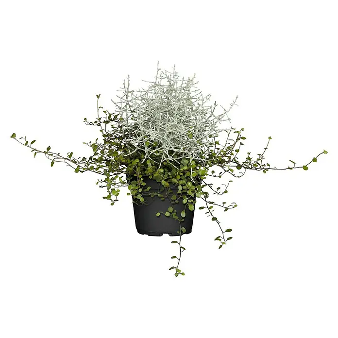 Piardino Pflanzenarrangement Silberkörbchen und Drahtwein - Topfgröße: 13 cm