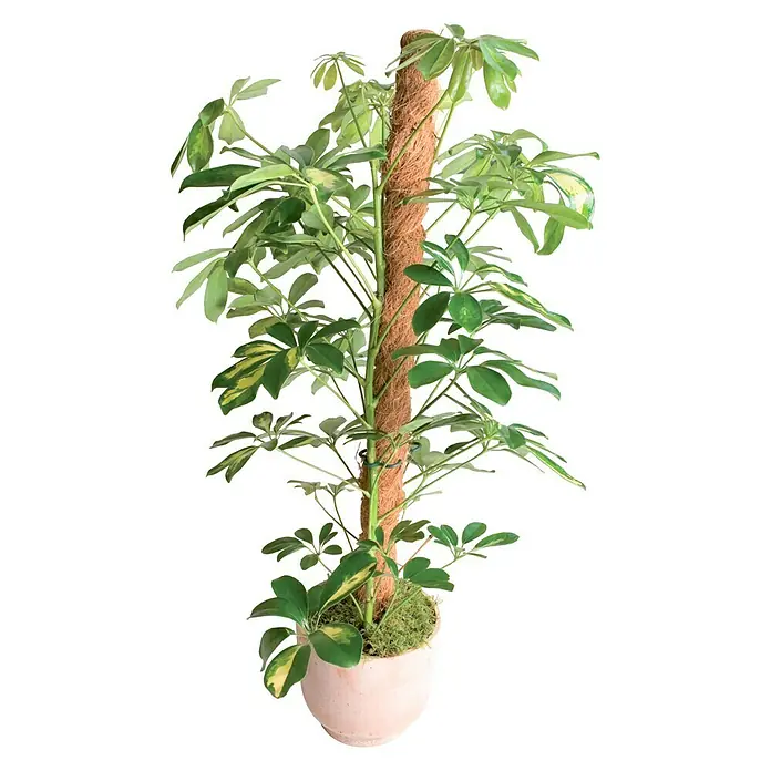 Nortene Kokosov štap - Duljina: 60 cm