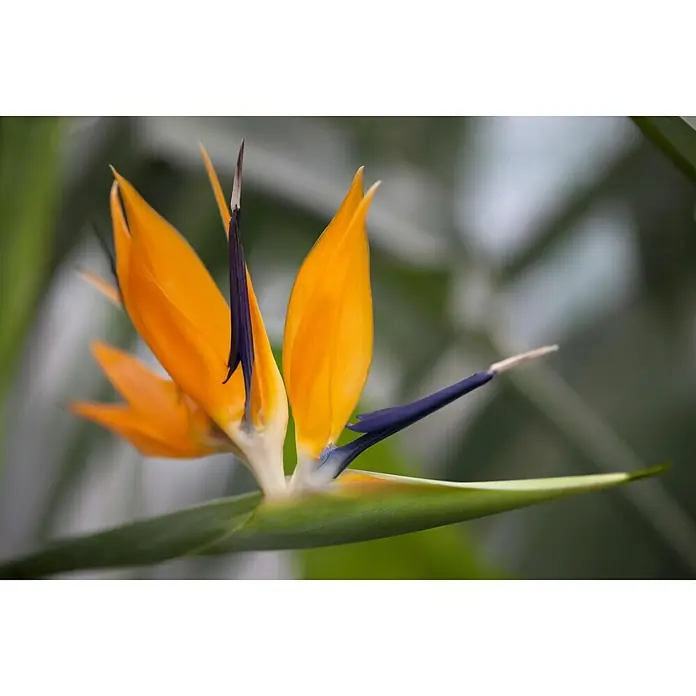 Piardino Königs-Strelitzie - Strelitzia reginae, Topfgröße: 17 cm, Blütenfarbe: Orange - Detailaufnahme